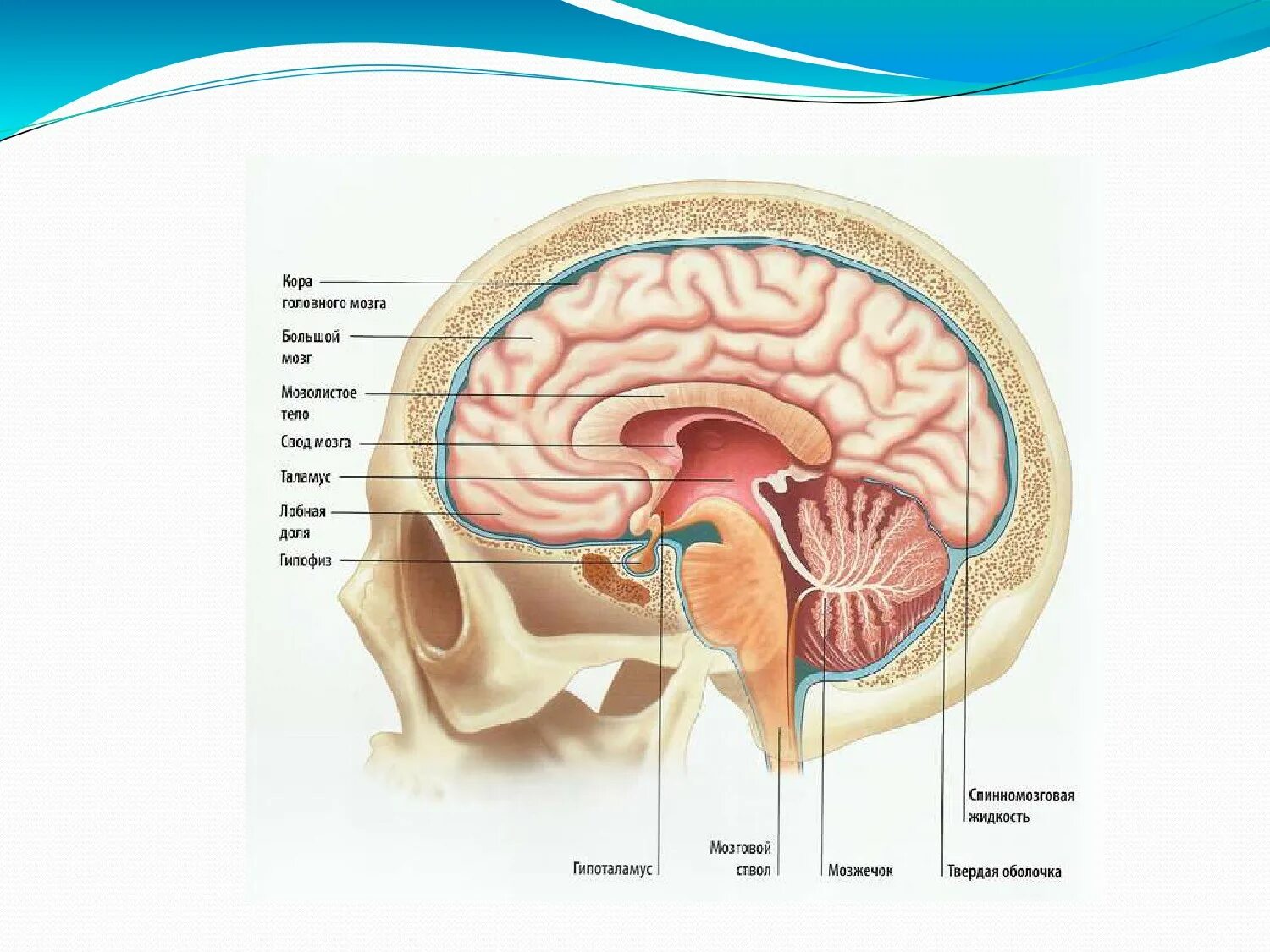 Головной мозг. Структура мозга. Строение головного мозга. Строение головного мозга человека. Свод головного мозга