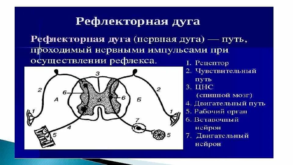 Строение рефлекторной дуги синапс. Рефлекс рефлекторная дуга синапс. Звенья рефлекторной дуги строение. Структурные элементы рефлекторной дуги.