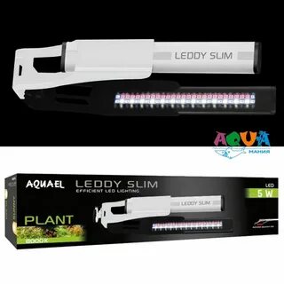 Leddy plant