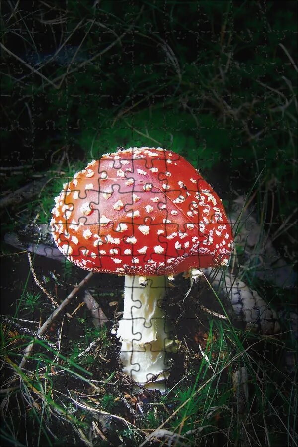 Ядовитые грибы. Чехия. Fly agaric bss. Fly agaric. Ядовитые грибы.