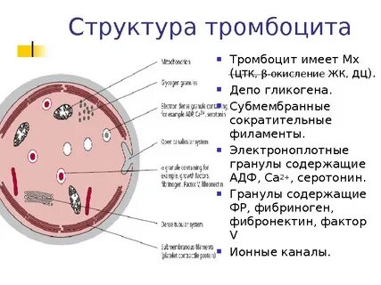 Строение тромбоцитов