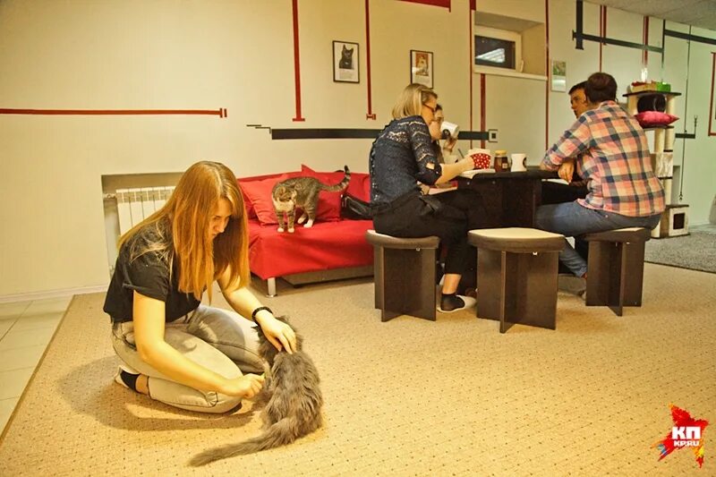 коте кафе воронеж. котокафе ростов-на-дону пушкинская. коте кафе воронеж. котокафе республика кошек, санкт-петербург. мистер мур кафе воронеж.