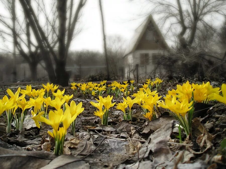 Желтые цветы ранней весной фото. Пролески желтые. Первоцветы Кисловодска. Желтые первоцветы крокусы. Кандык желтый.