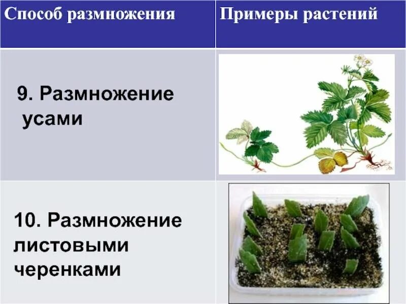 Как называется способ размножения с помощью растений. Процесс вегетативного размножения растений. размножение растений листовыми черенками. метод вегетативного размножения растений. способы вегетативного размножения комнатных растений.