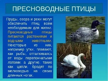 Птицы пресных водоемах