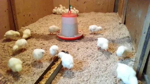 Выращивание полов