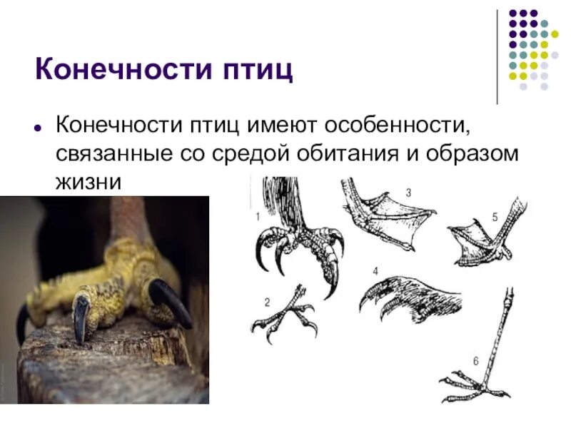 Форма ног птиц. Конечности птицы особенности строения. Скелет птицы пояс задних конечностей. Конечности птицы особенности строения. Нога птицы анатомия.