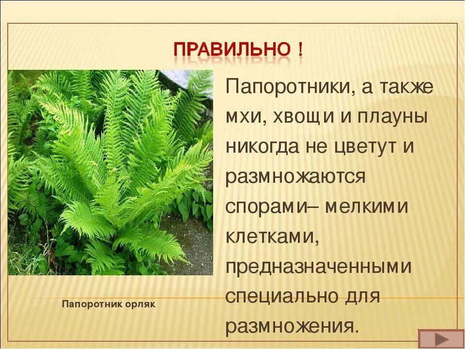 Биология 5 класс плауны хвощи. Спороносный папоротник. Папоротники это споровые растения. Папоротниковидные Хвощевидные. Мхи папоротники хвощи плауны.