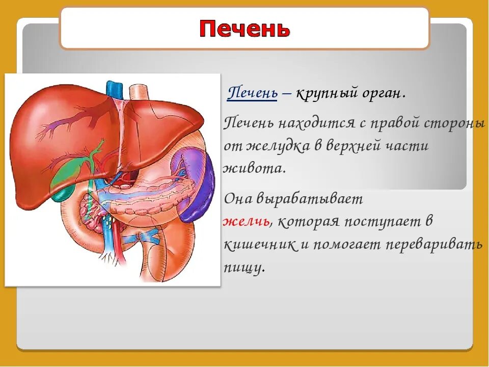 С какой стороны печень