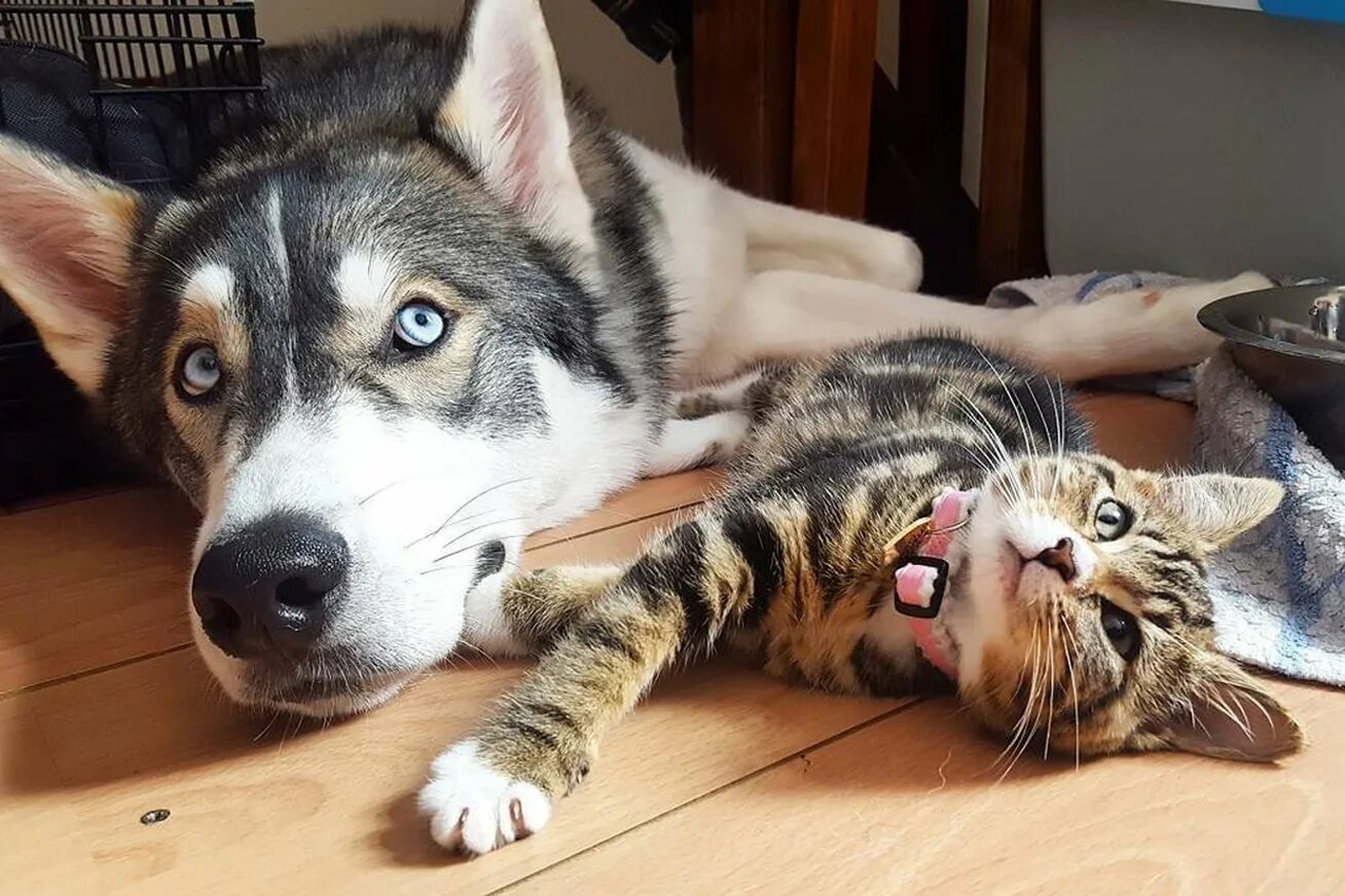 Хаски и кот. Сибирский хаски +кошка. хаски и котенок. эстетичные кошки и собаки.