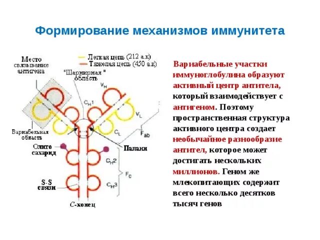 Гены иммуноглобулинов. Вариабельный участок иммуноглобулина. Перестройка генома в онтогенезе. Механизмы формирования многообразия антител. Константные и вариабельные домены иммуноглобулинов.