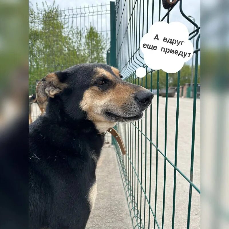 александр шестаков приют некрасовка. кожуховский приют для собак. приют бано эко вешняки. собачий приют в некрасовке. нильсен приют собак некрасовка.