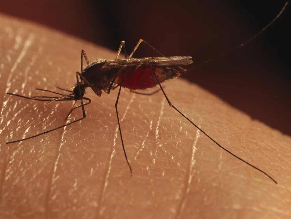 Малярия укусы комаров. Малярийный Москит. Малярийный малярийный комар. Малярийный комар messeae.