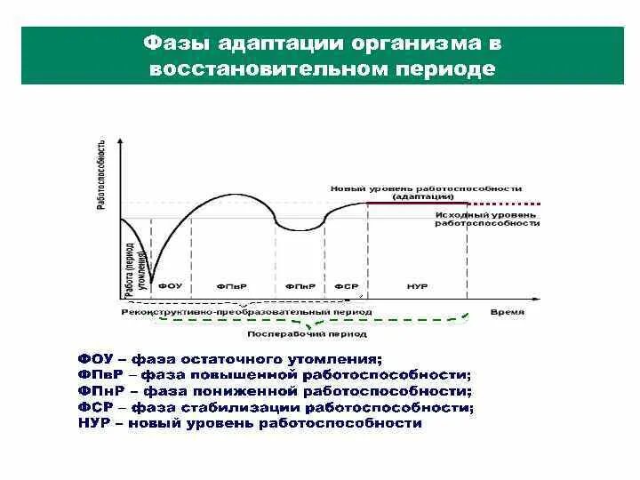 Укажите стадии адаптации. Фазы физиологической адаптации. Стадии адаптации организма. Фазы развития процесса адаптации. Начальная фаза адаптации.