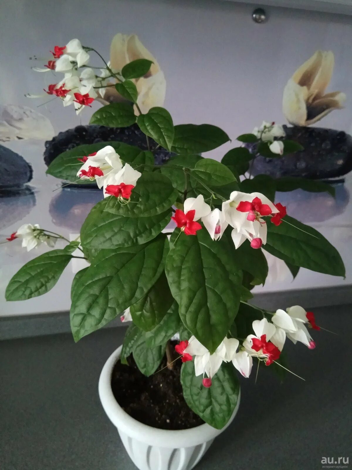 Цветок клеродендрум томпсона фото. Цветок клеродендрум томпсона фото. Цветок клеродендрум томпсона фото. Клеродендрум томпсона. Клеродендрум яванский.