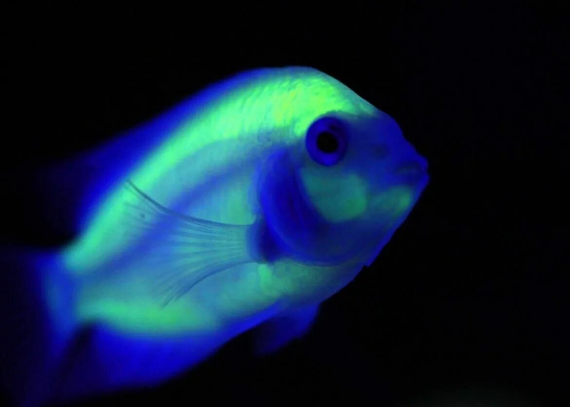 Светящийся орган. Флуоресцентные рыбки Glofish. Тернеция аквариумная рыбка. Глофиш цихлида. Рыбки глофиш Скалярия.