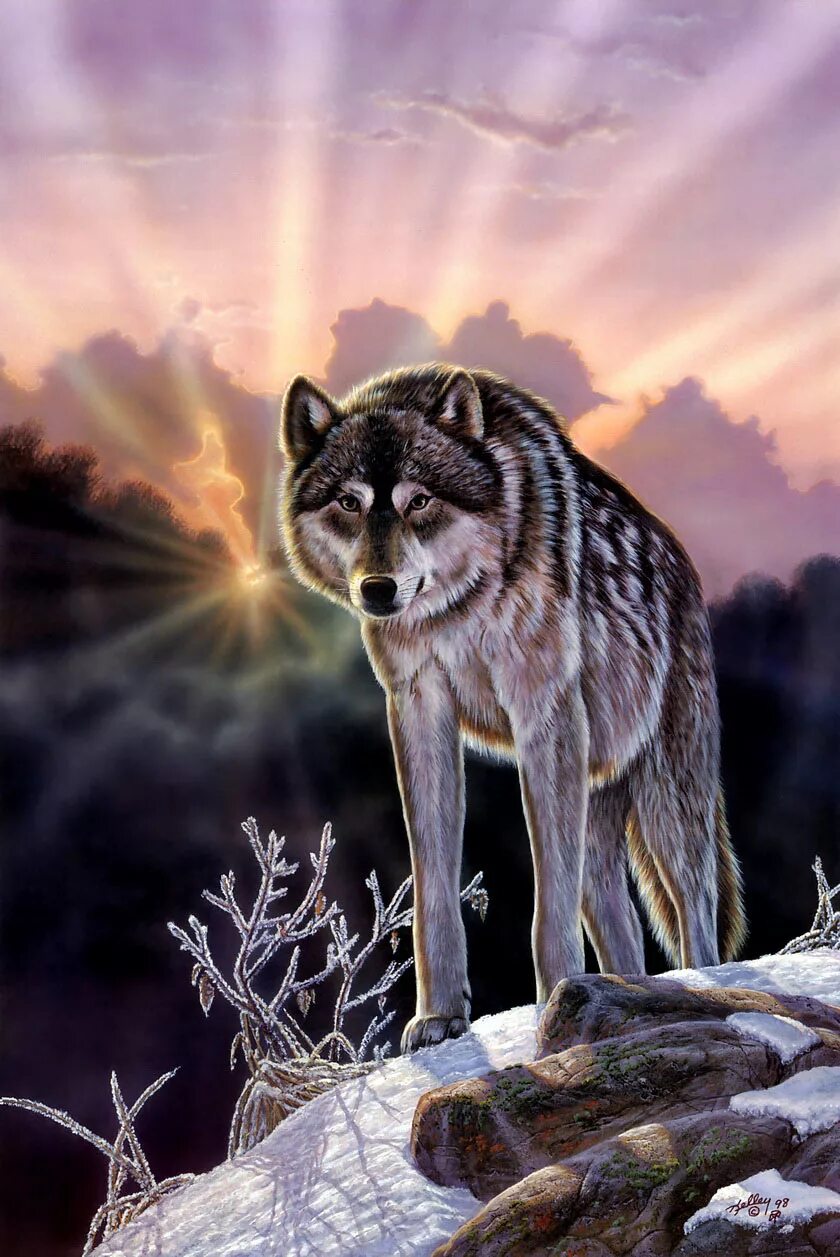 Красивый волк. Пейзаж с волком. Красивая природа с волками. Очень красивый волк. Природу про волков