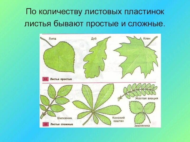Листовая пластинка у простых листьев. Листья по количеству листовых пластинок на черешке. Составить листва. Ветла дерево. Листок каштана.