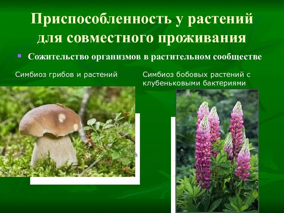 3 растительное сообщество. Растительные сообщества. симбиоз растений примеры. растительные сообщества леса. растительное сообщество приспособленность.