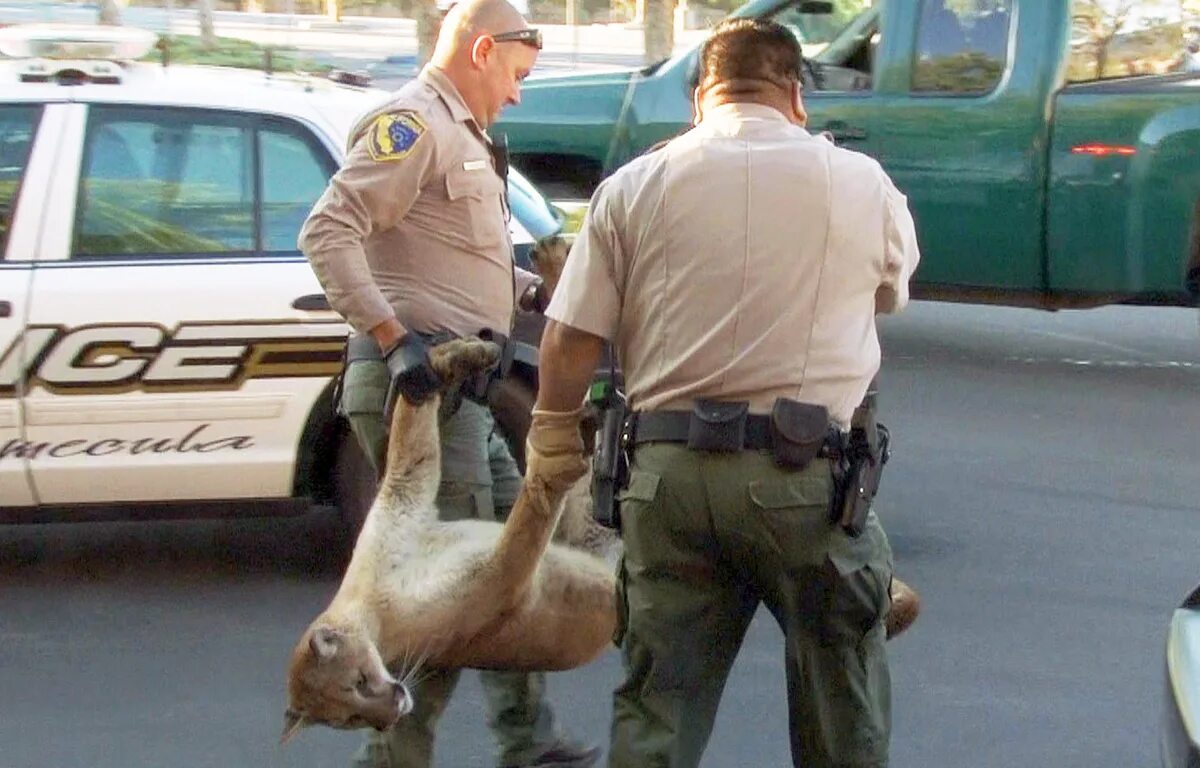 Полиция и животные. Животные полицейские. Охрана диких животных. Животное полицейский.