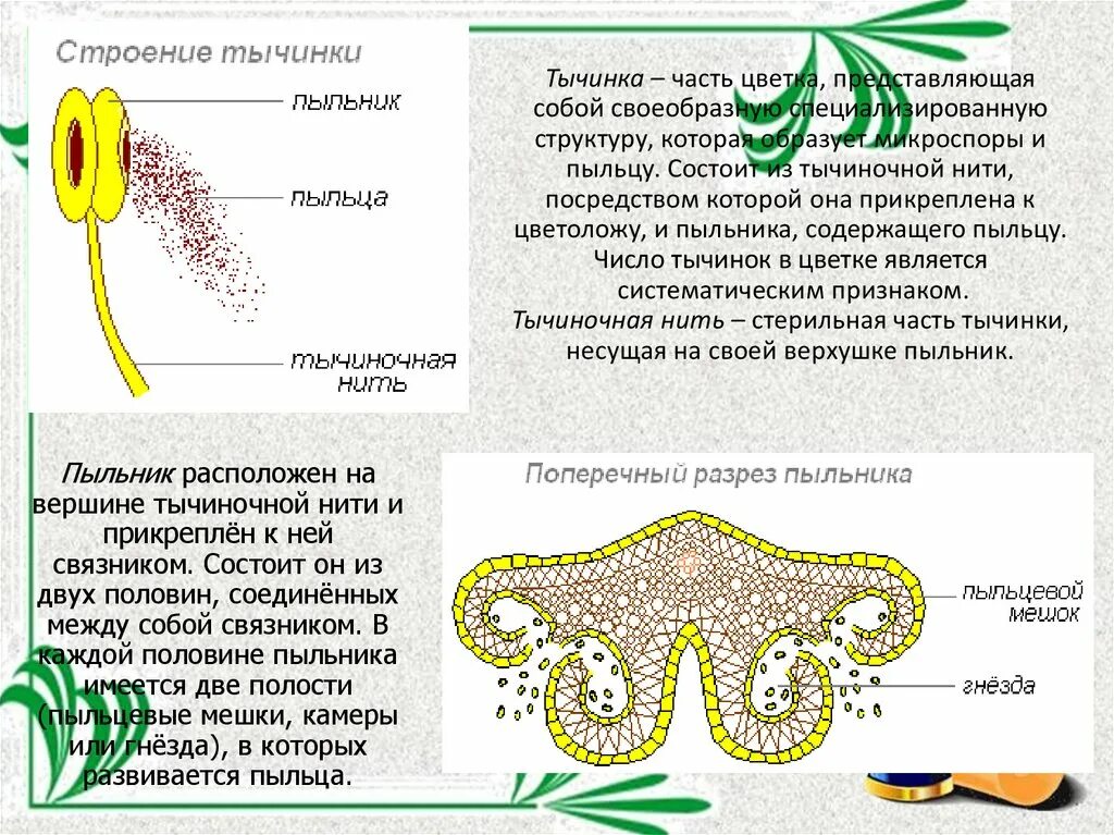 Строение тычинки пыльника и пыльцы. Строение тычинки и пыльцы. Строение пыльцы. Строение пыльцы цветка. Список пыльца