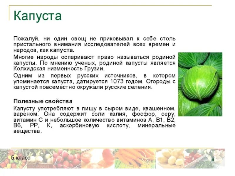 Доклад про капусту 3 класс окружающий мир. Рассказ о капусте. Доклад о капусте. Капуста описание растения.