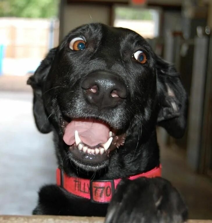 Черная собака удивилась. Черная собака улыбается. Толстая черная собака. Черные собаки ржач.