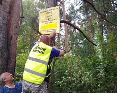 Даниловское лесничество
