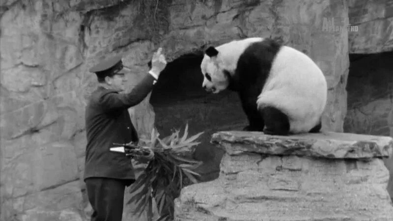 Панда режиссер. Приключения панды. Приключения панды Чу 2.