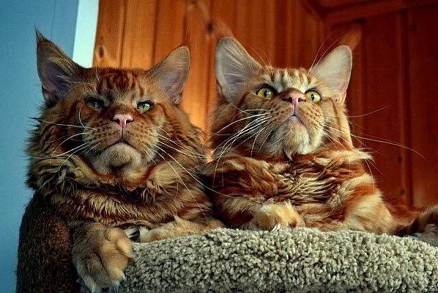 рыжий кот мейн кун джокер. рыжий мейн кун джокер. мейн кун джокер марина фомичева. рыжий кот мейн кун джокер. мэйкун джокер.