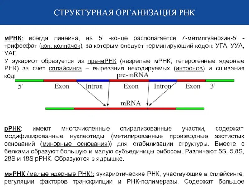 Структурная организация РНК. Структурная организация матричной РНК. Уровни структурной организации РНК. МРНК.