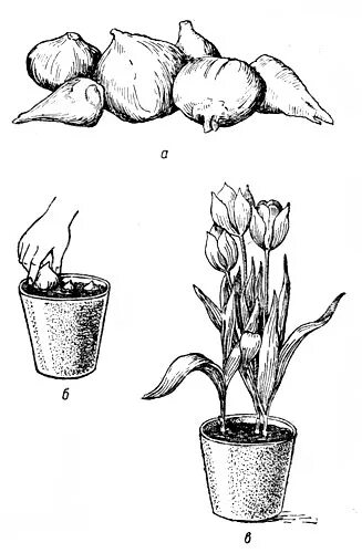 Как вырастить тюльпан из цветка. Безвременник луковицы отличие от тюльпанов. Глубина посадки крокусов. Посадка луковичных цветов. Схема посадки луковичных в горшке.