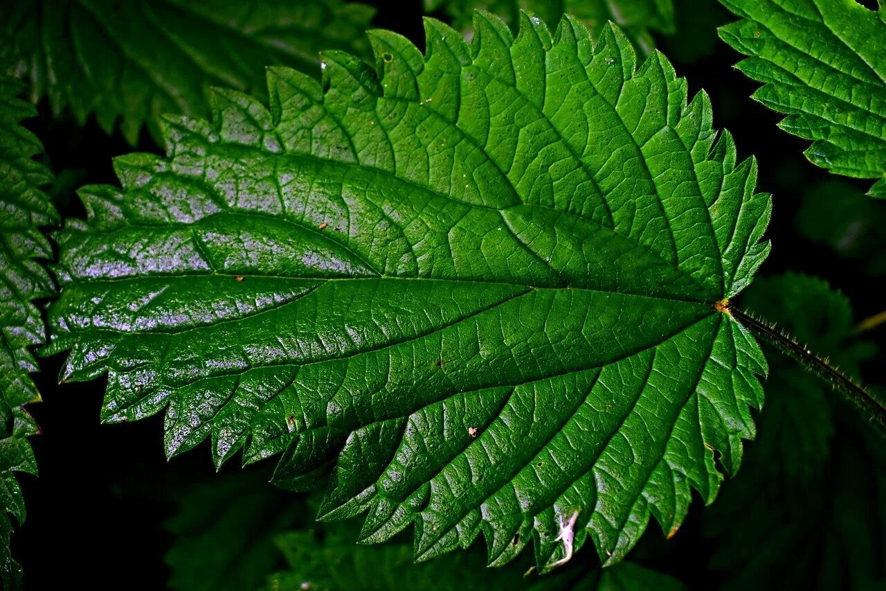 Листья крапивы двудомной. Крапива шариконосная (Urtica pilulifera). Крапивы двудомной листья крапива. Лист крапивы жгучей. Крапива форум