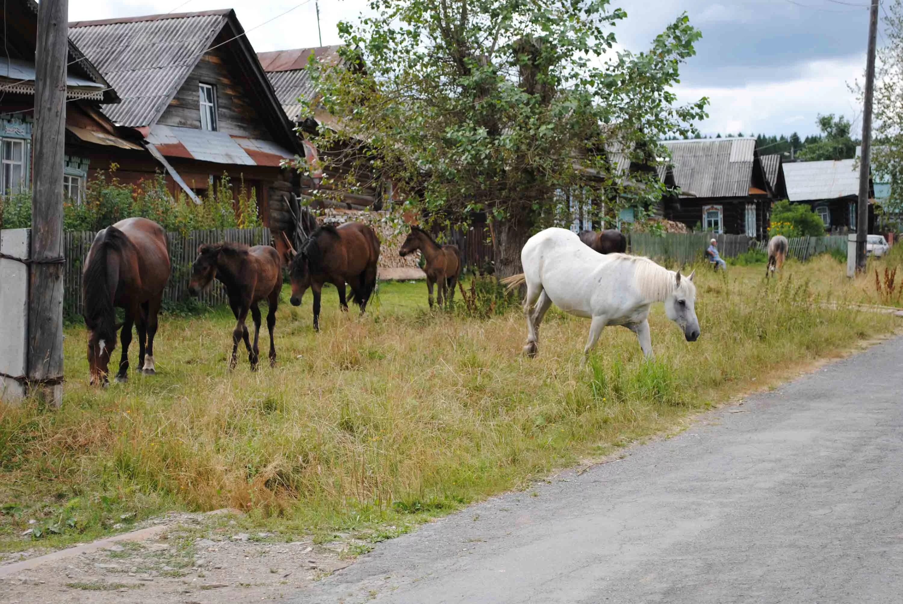 Село лошадка