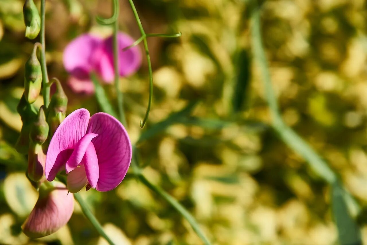 Чина ю. Латирус латифолиус. Lathyrus latifolius Pink Pearl. Луговой душистый горошек. Латирус (душистый горошек).