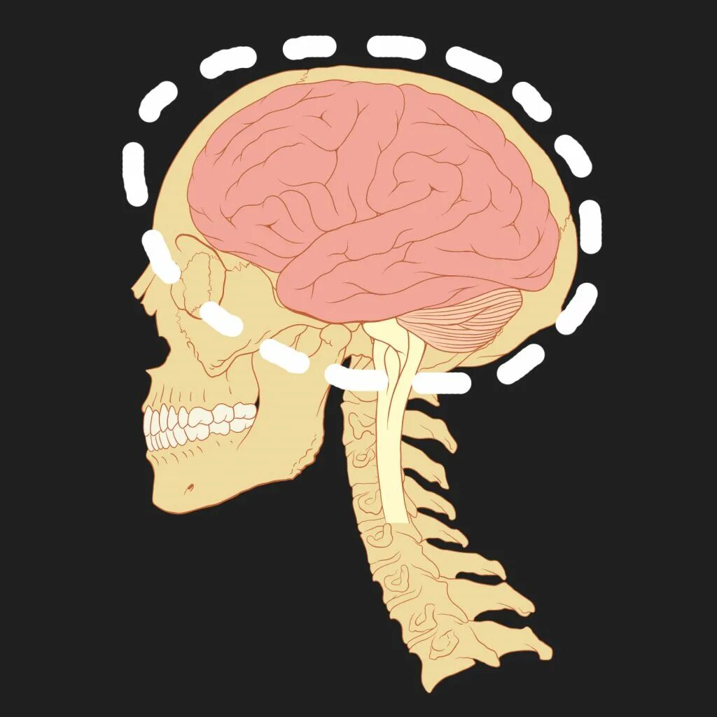 Маленький мозг. Мозг в голове.
