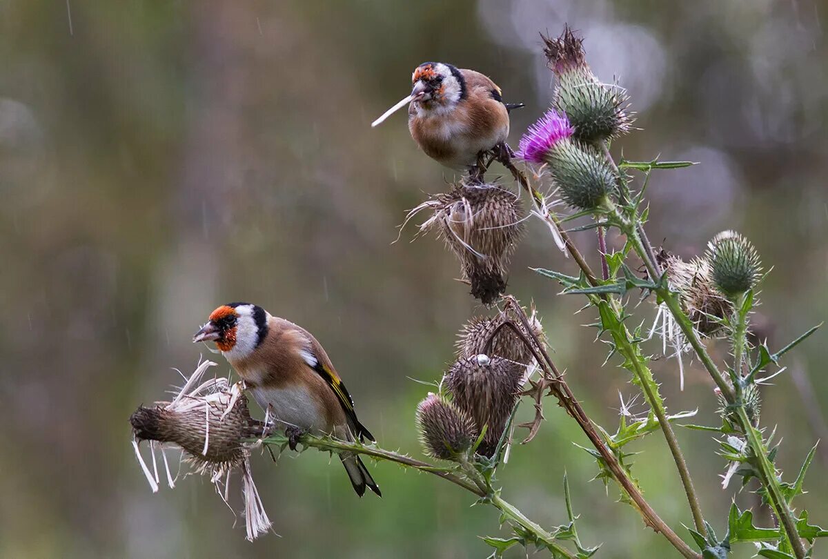 погода в щеглах