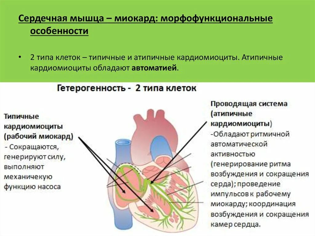 Типичные и атипичные кардиомиоциты. Типичные кардиомиоциты. Типичные и атипичные кардиомиоциты физиология. Сердце кардиомиоциты типичные атипичные. Распространение пд