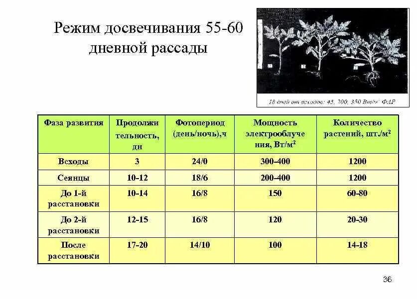 Какая температура нужна томатам. Температурный режим при выращивании рассады. Таблица досвечивания рассады. Таблица температур для рассады овощей. Таблица выращивания рассады томатов.