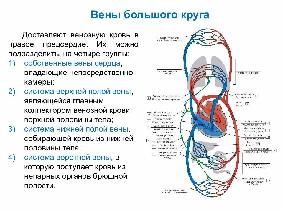 Название самой большой вены у человека. Венозная система топография. Вена кровеносная система. Схема строения венозной системы человека. Венозная система человека кратко.