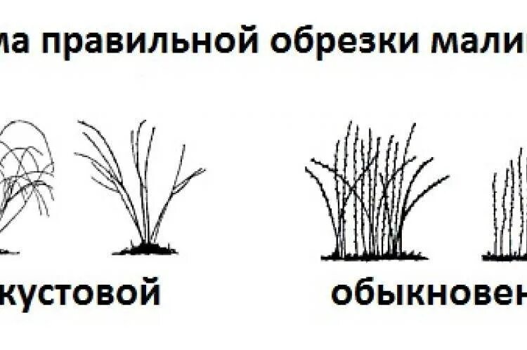 Обрезка ремонтантной малины осенью схема. Схема обрезки малины. Обрезать ремонтантную малину. Ремонтантная малина обрезка весной для начинающих. Обрезка малины весной как правильно