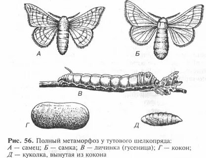Личинка изображенная на рисунке