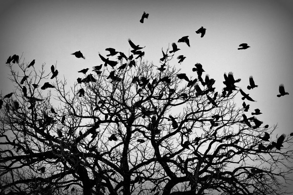 Стая черных птиц. Мрачные птицы. Стая ворон. Стая Воронов. Стая птиц.