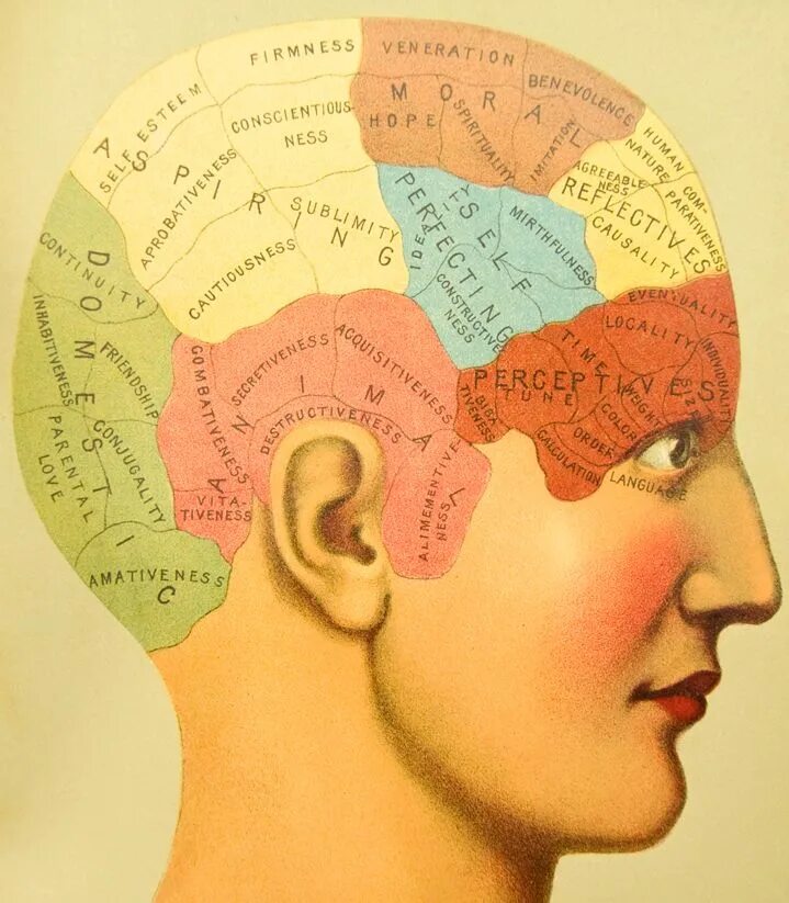 Brain карта. Карта мозга. Подробная карта мозга человека. Френология. Древняя карта мозга.