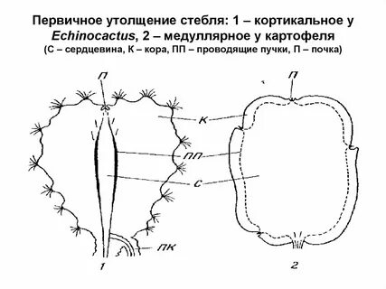 Утолщенные стебли