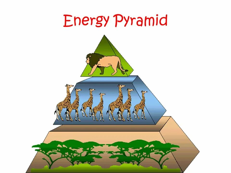 Экологическая пирамида рисунок. Экологическая пирамида Элтона. Пищевая пирамида экологическая пирамида. Экологическая пирамида биомассы. Пирамиды в экологии.