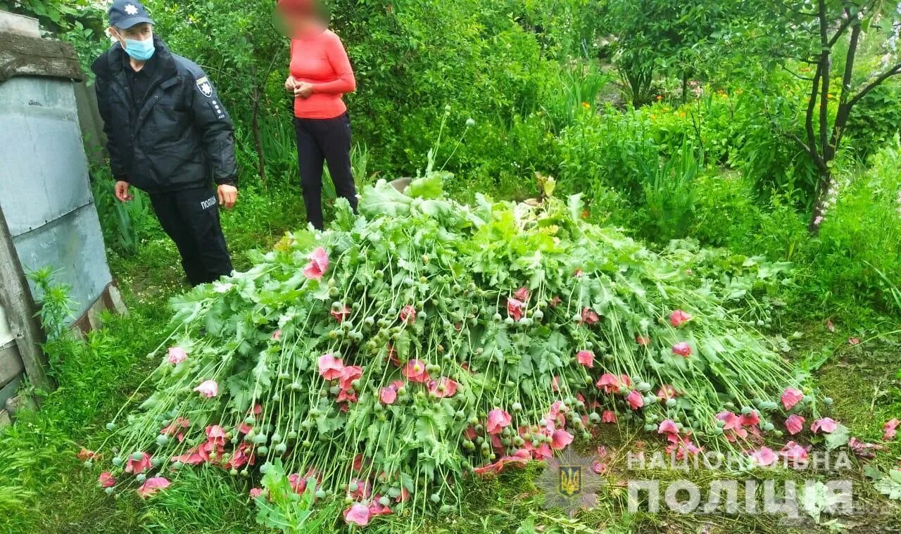 Почему мак запрещен. Куст мака в огороде. Мак растет в огороде. Мак на садовом участке. Мак на грядке.