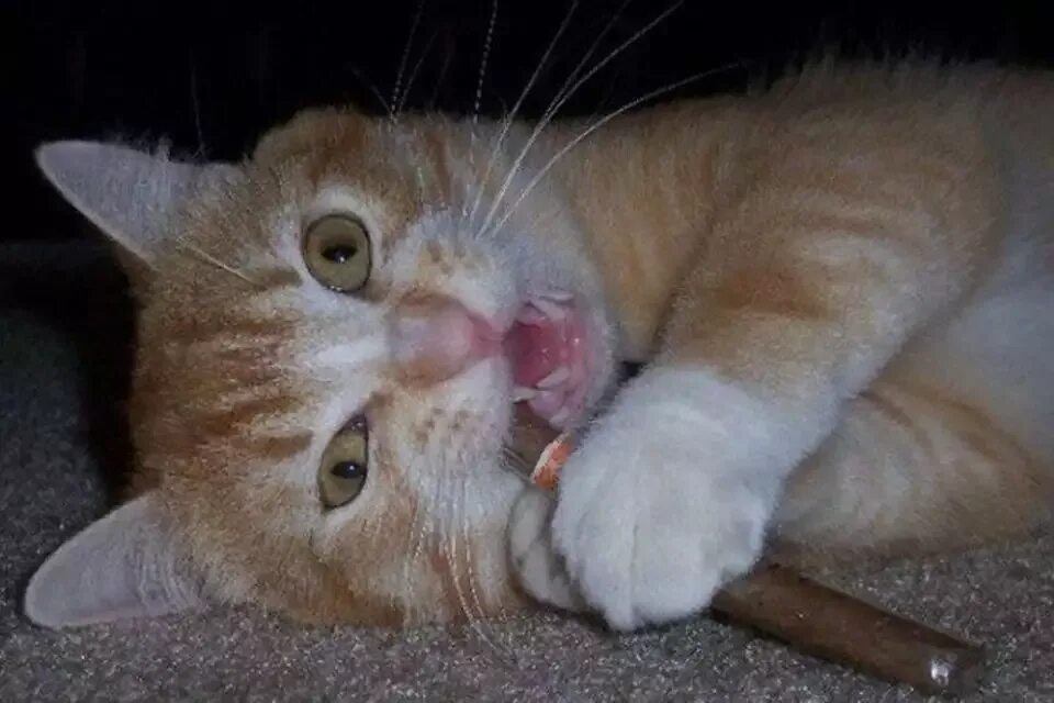 Wake me up cat. Wake me up cat. Wake me up inside meme. He wakes up. Wake me up cat.