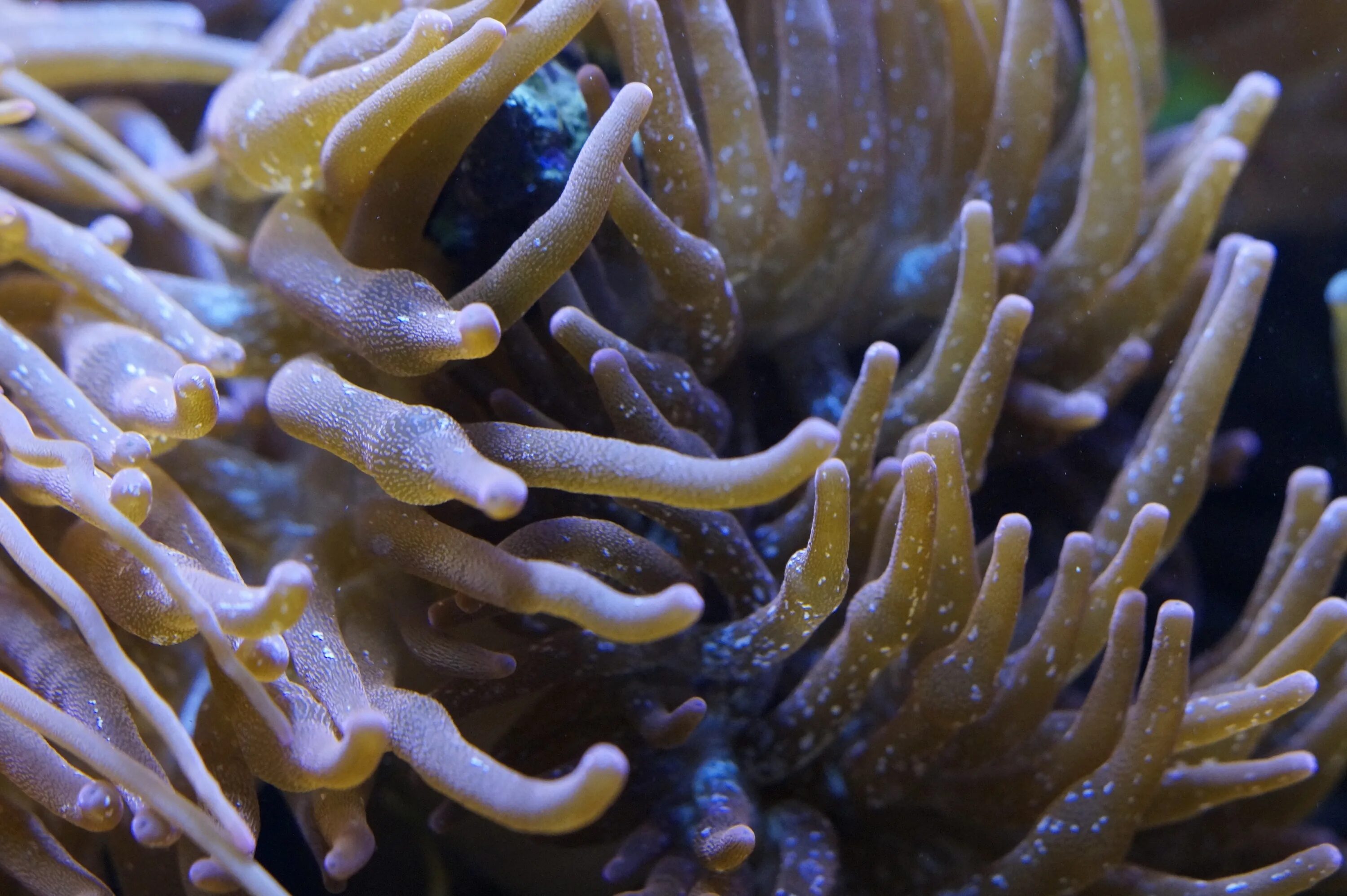 Анемоны актинии. Актиния моллюск. Щупальца актинии. Морское растение с щупальцами.
