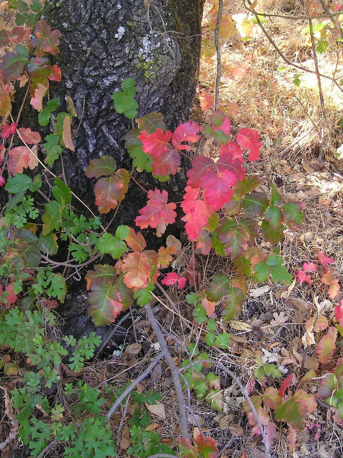 Ядовитый дуб. Toxicodendron diversilobum. Токсикодендрон пушистый. Рус токсикодендрон растение.